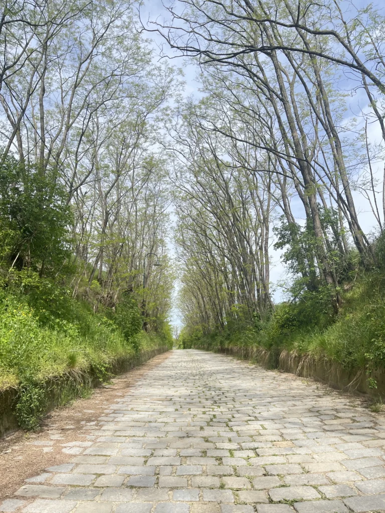 gepflasteter Wanderweg mit rechts und links hoch wachsenden Bäumen die eine Allee bilden - Ausflugsziele im Weinviertel