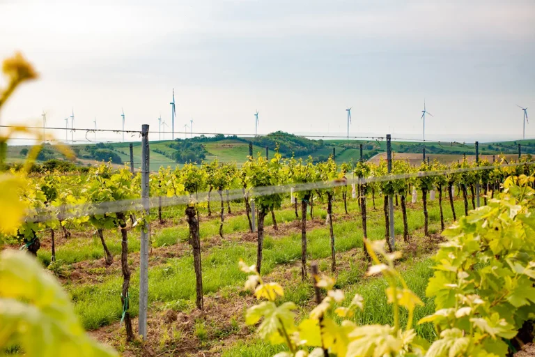 Weingarten mit Fokus auf die hügelige Landschaft mit Windrädern - Urlaub in Poysdorf